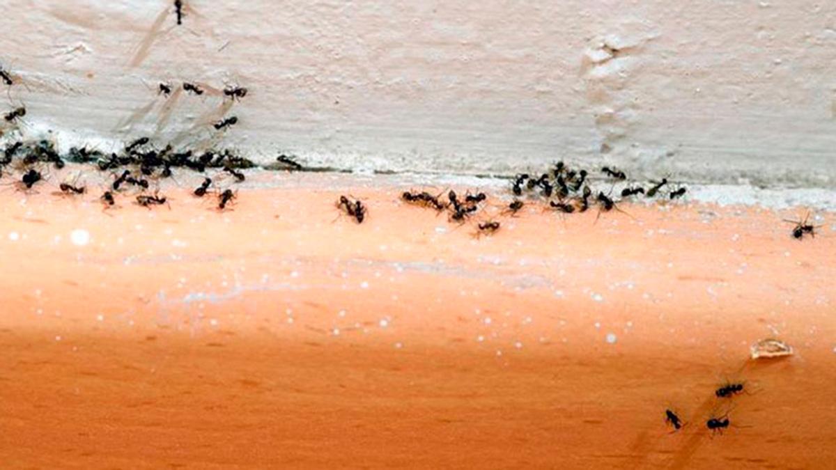 El producto de Dia que ayuda a acabar con las hormigas en casa