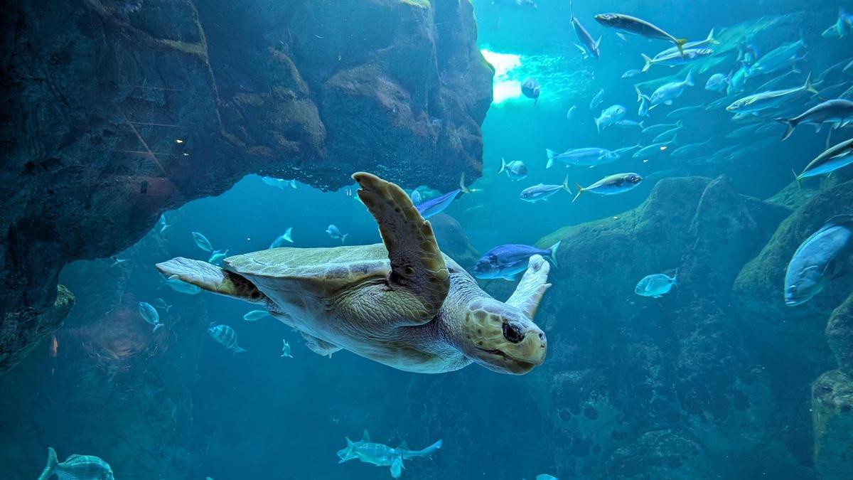 Tortuga boba en Oceanario