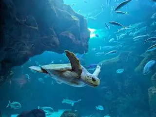 "Paga lo que quieras": la curiosa iniciativa para visitar el Acuario de Gijón por el dinero que decidas