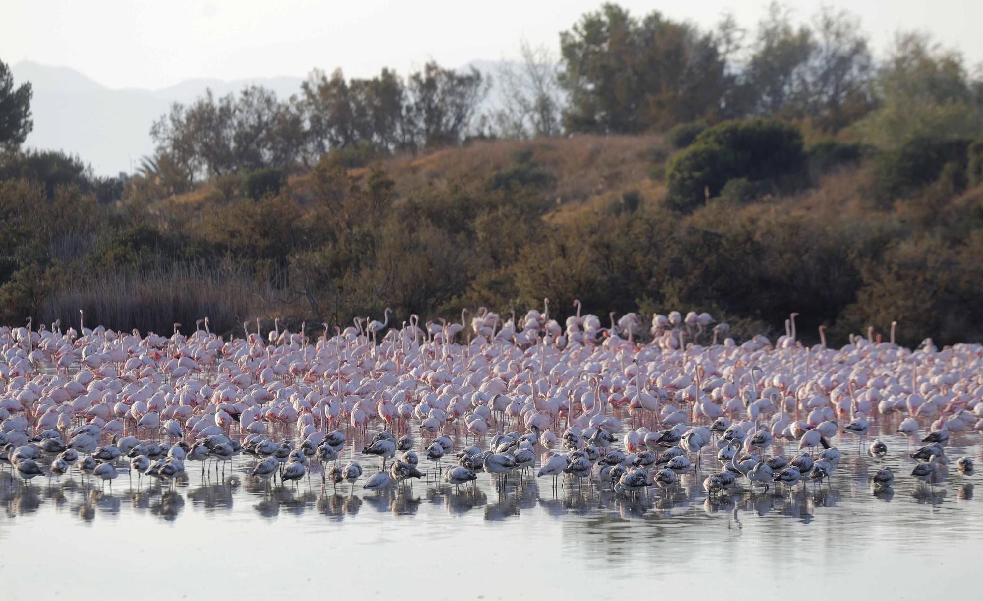 Los flamencos vuelven a L´Albufera para criar