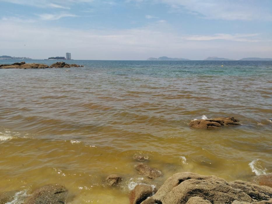 Las algas tintan de rojo las playas de Vigo