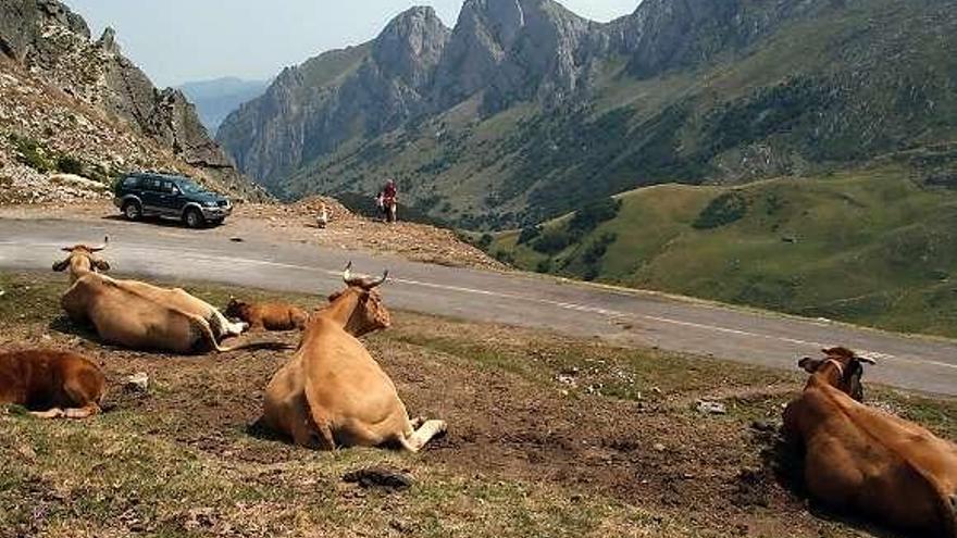 Vacas en el puerto de Pinos, en tierras de León.