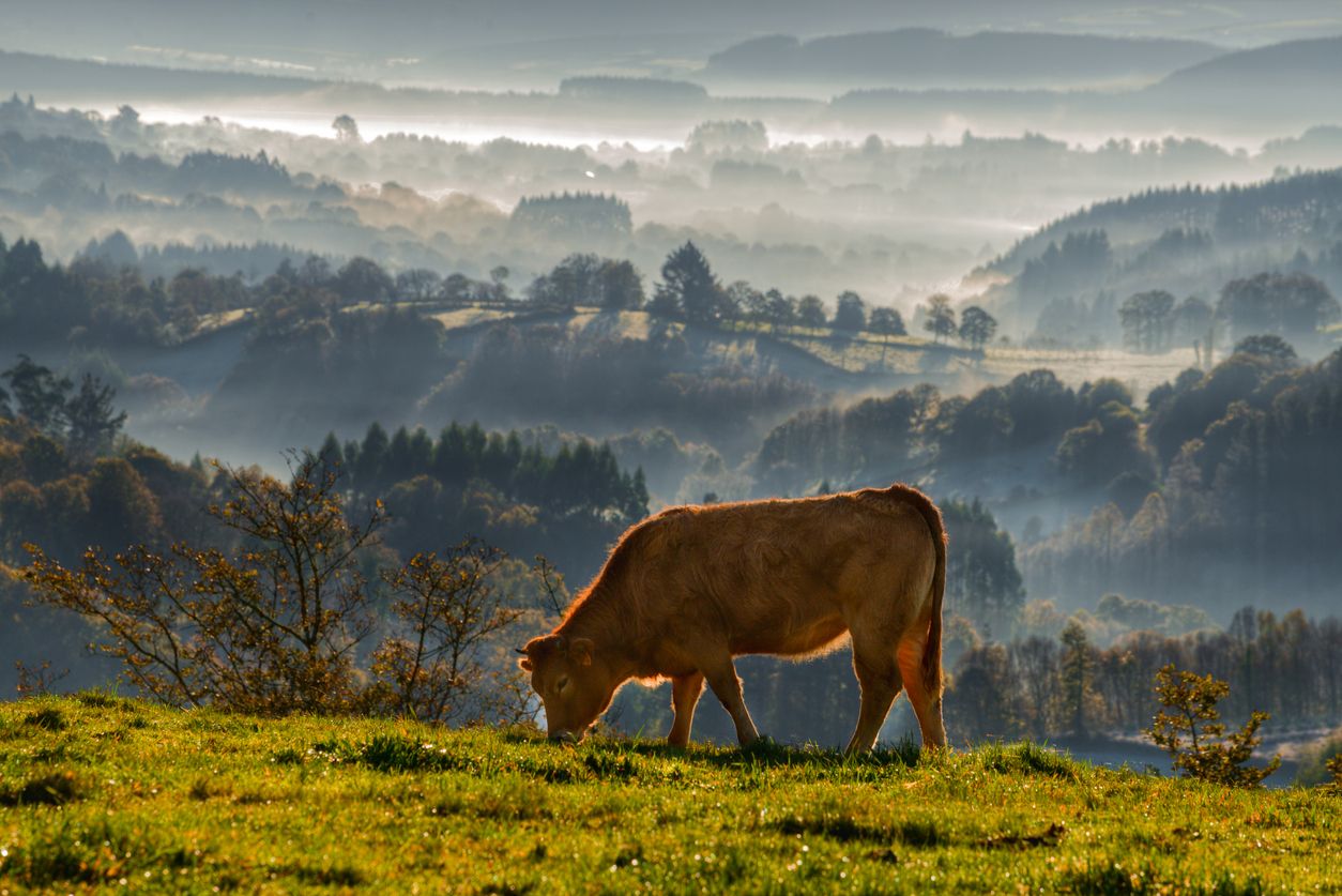 En Galicia cuentan con una materia prima excepcional.