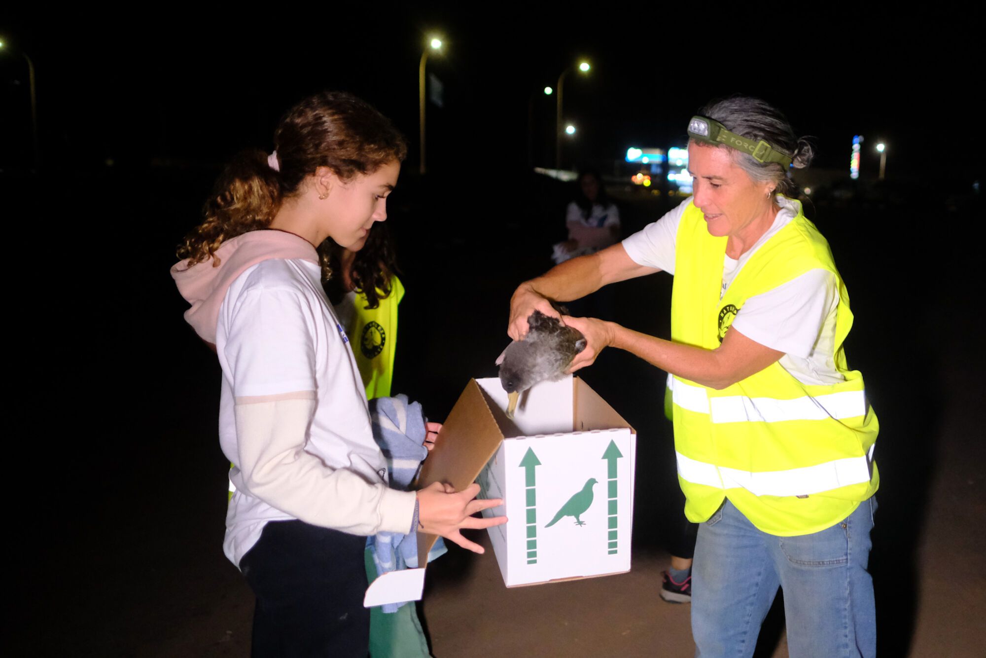 Rescate de pollos de pardelas deslumbrados por la iluminación nocturna