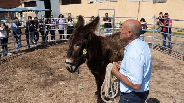 Los burros de Torres protagonizarán un paseo en calesa el viernes 25.