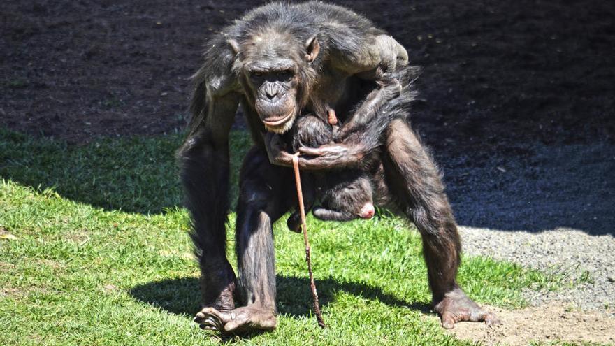 Nace una cría de chimpancé a la vista del público en Bioparc