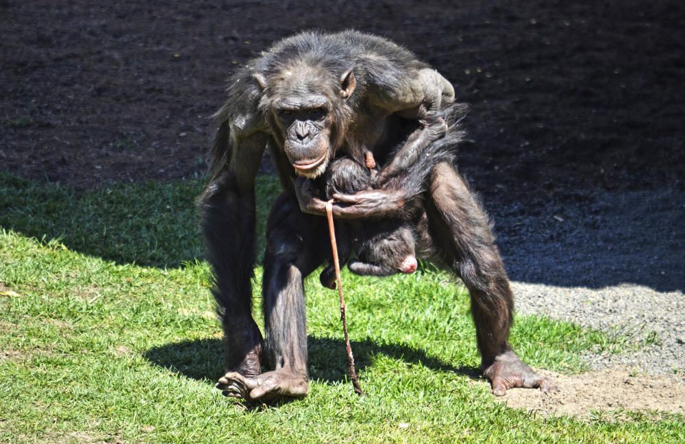 Nace una cría de chimpancé en Bioparc Valencia