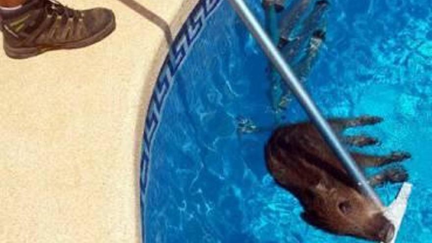 La sequía empuja a los jabalíes a entrar en chalés de Xàbia y beber en sus piscinas