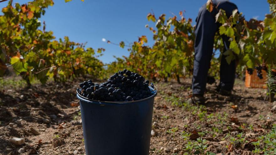 Recogida de la uva en la provincia de Zamora. | J. L. F.