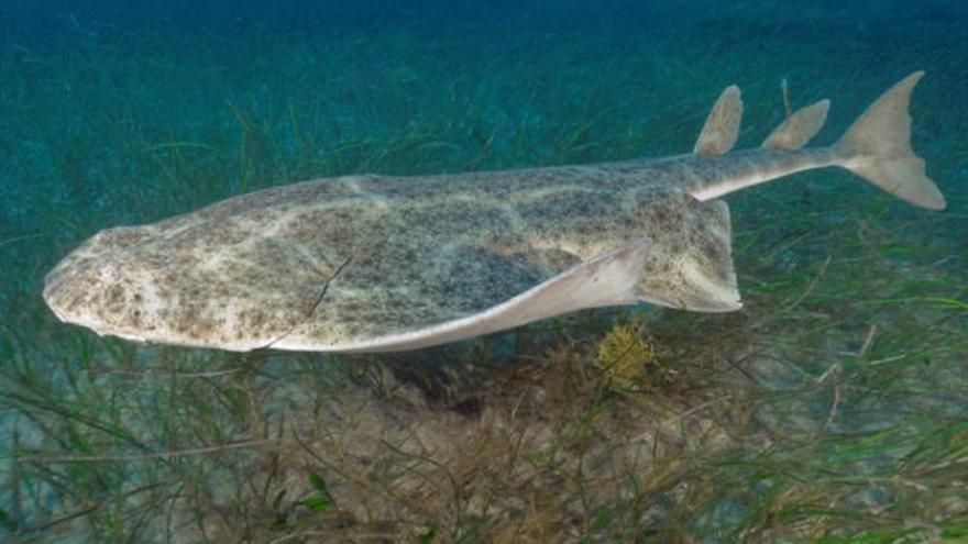 El angelote ha ido desapareciendo de forma alarmante de otras zonas y se ha refugiado en las aguas canarias.