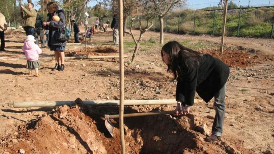 Una de las últimas plantaciones de pinos efectuadas en Cartagena