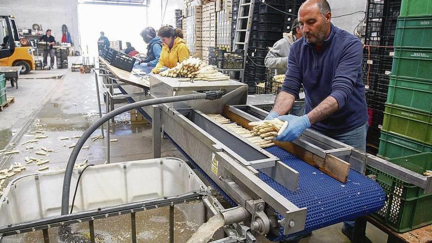 Preparación de los espárragos para la salida al mercado en la explotación de Ángel Corrales, el mayor productor de Fuentesaúco.