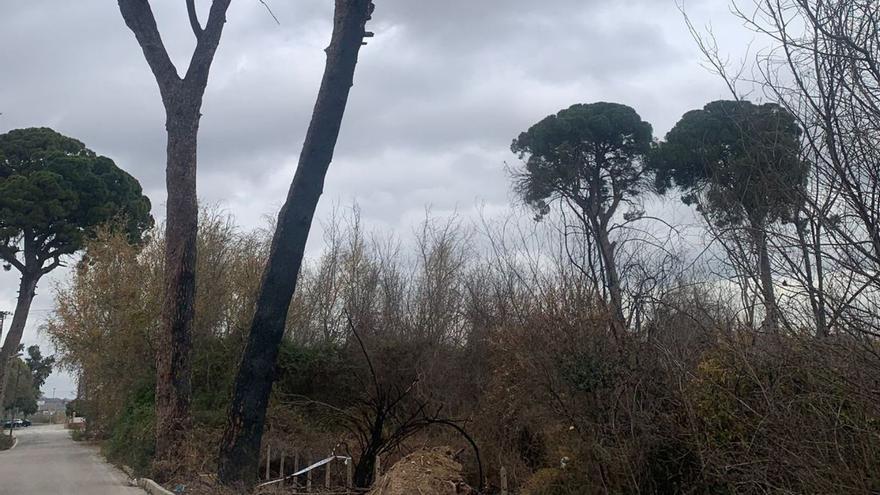 Arden varios pinos centenarios de Churra y provoca la indignación vecinal