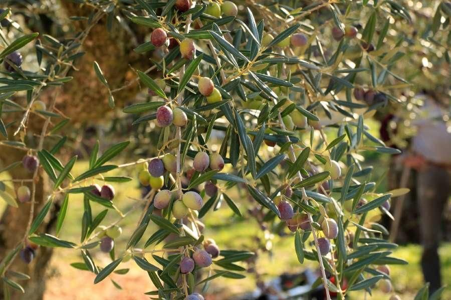 Recogida de aceituna en Fermoselle