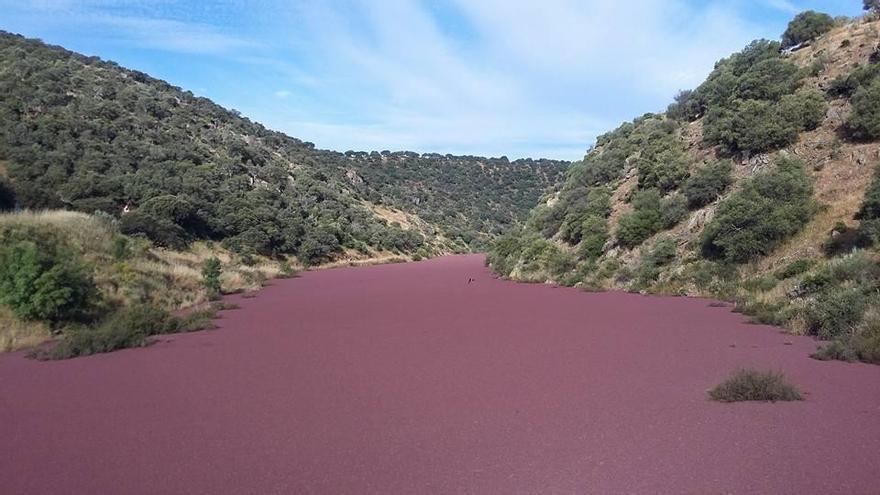 Una planta invasora cubre hasta un kilómetro del río Almonte