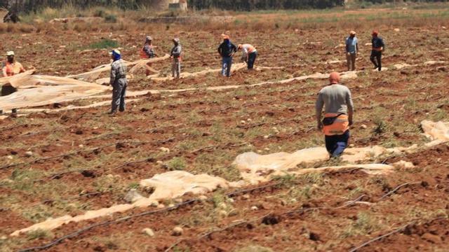 Trabajadores en el campo en la Región.