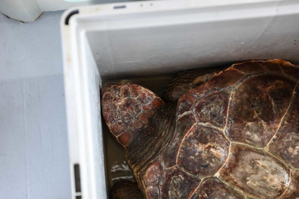 Liberadas tres tortugas en Ibiza