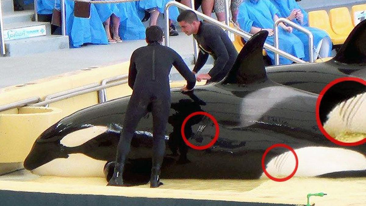 Una orca con heridas en su cuerpo
