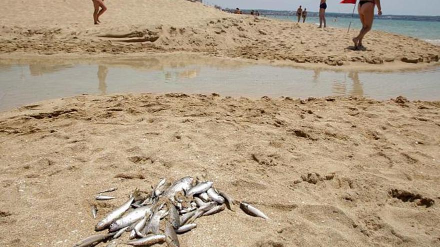 Varios de los peces muertos fueron encontrados flotando en el mar y reunidos en la orilla de la playa.