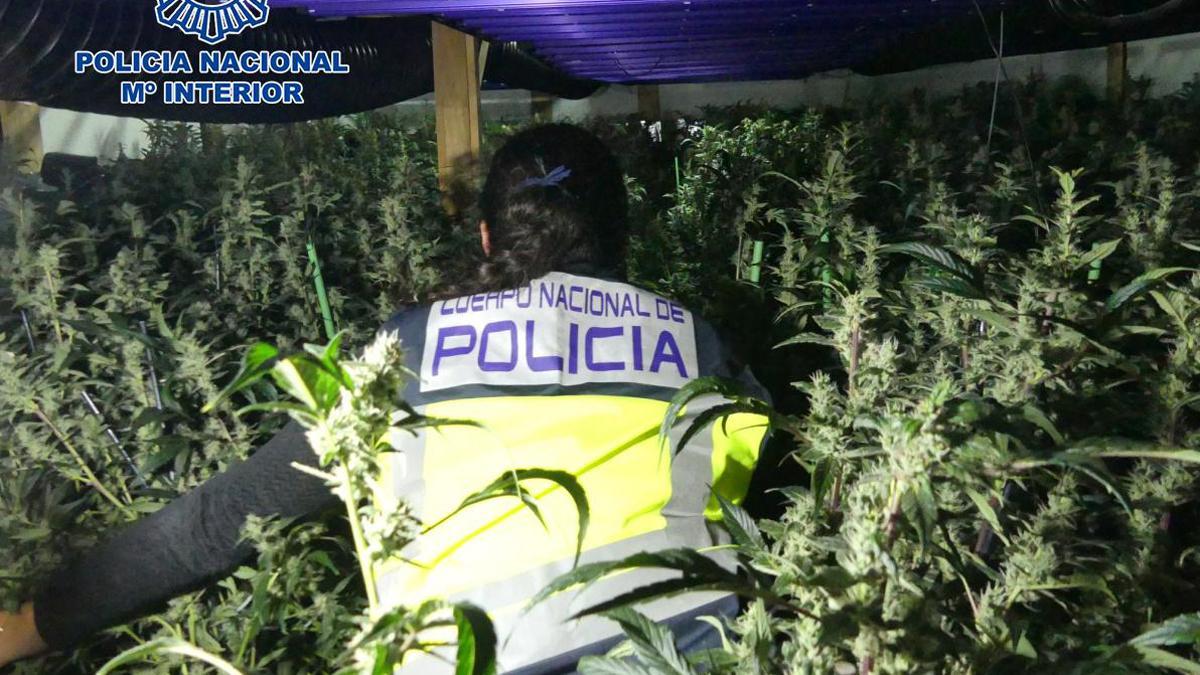 Desmanteladas cinco macroplantaciones destinadas al cultivo masivo de marihuana