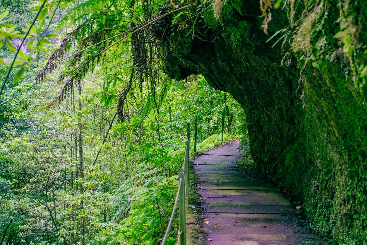 Los bosques de laurisilva son Patrimonio Natural de la Humanidad por la UNESCO.