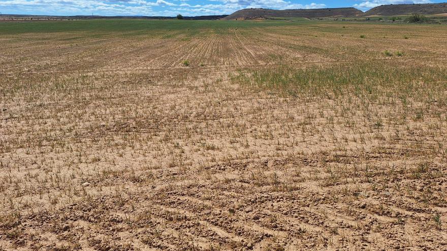 La sequía echa a perder la cosecha de cereal en el Aragón oriental