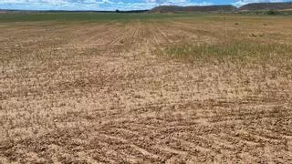 La sequía echa a perder la cosecha de cereal en el Aragón oriental