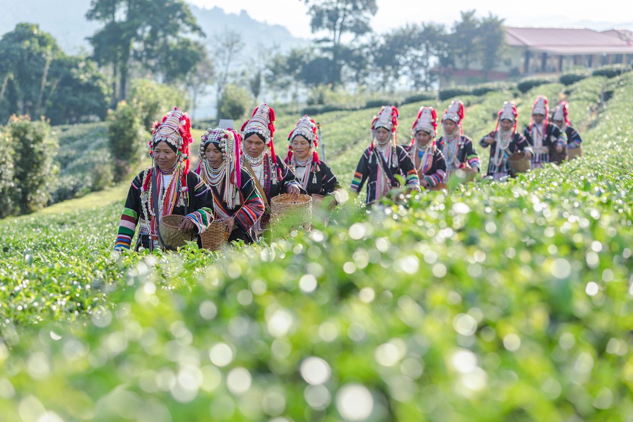 Mujeres de la tribu Akha de Tailandia en una plantación de té en Chiang Rai, Thailand.