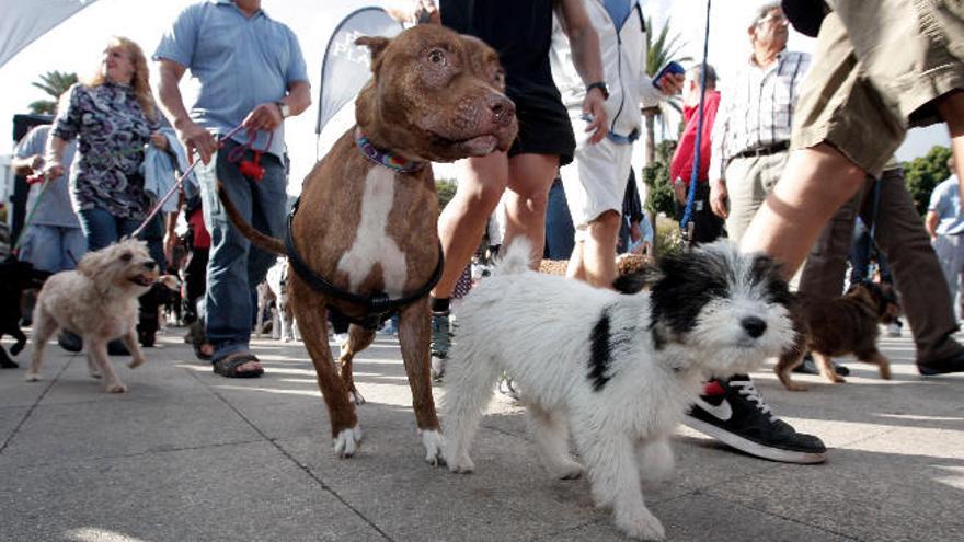 Perros en la capital grancanaria.