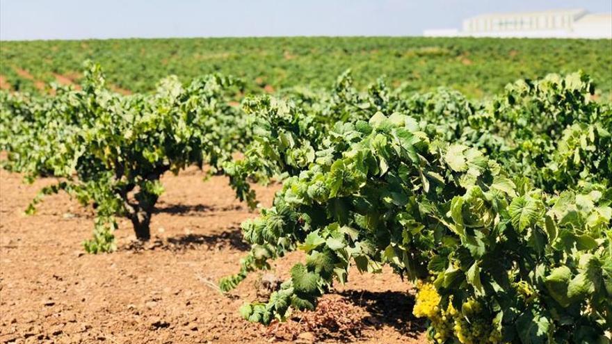 Los agricultores pronostican una menor producción de uva este año