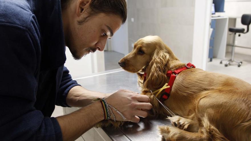 El Colegio de Veterinarios lanza una campaña por la atención «de calidad» a mascotas