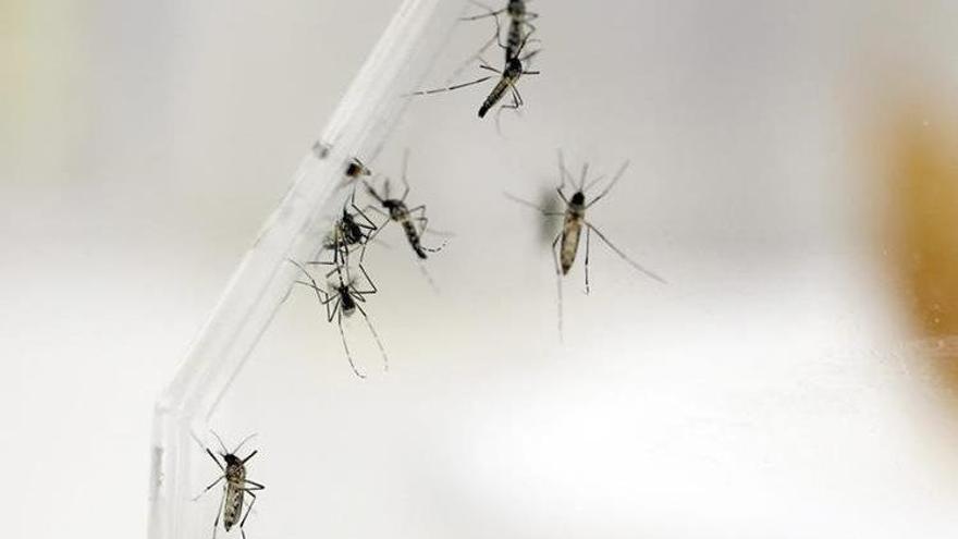 Ascienden a 193 los casos de zika en España, 26 de ellos en embarazadas