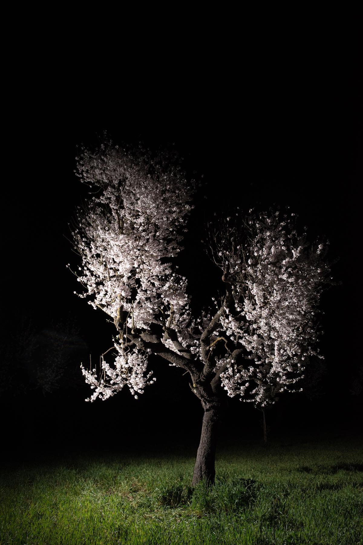 Foto eines Mandelbaums bei Nacht.