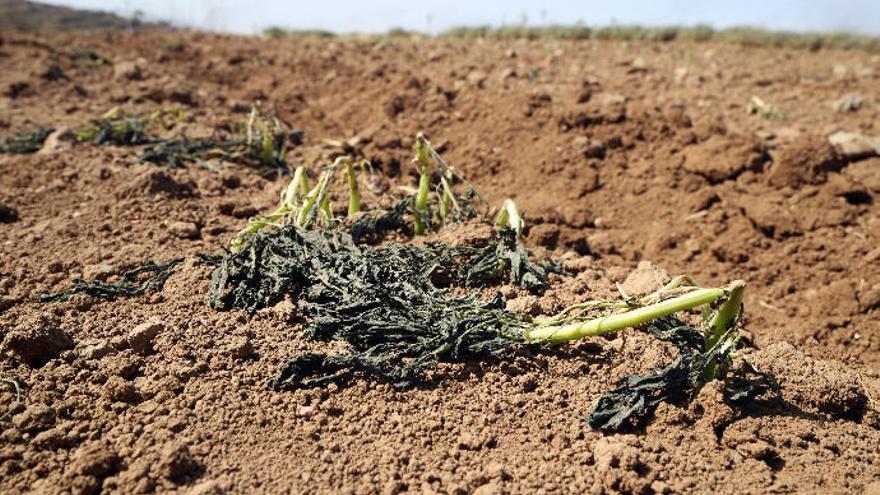 Una plantación de papas arruinada debido al fuerte viento del temporal de febrero.