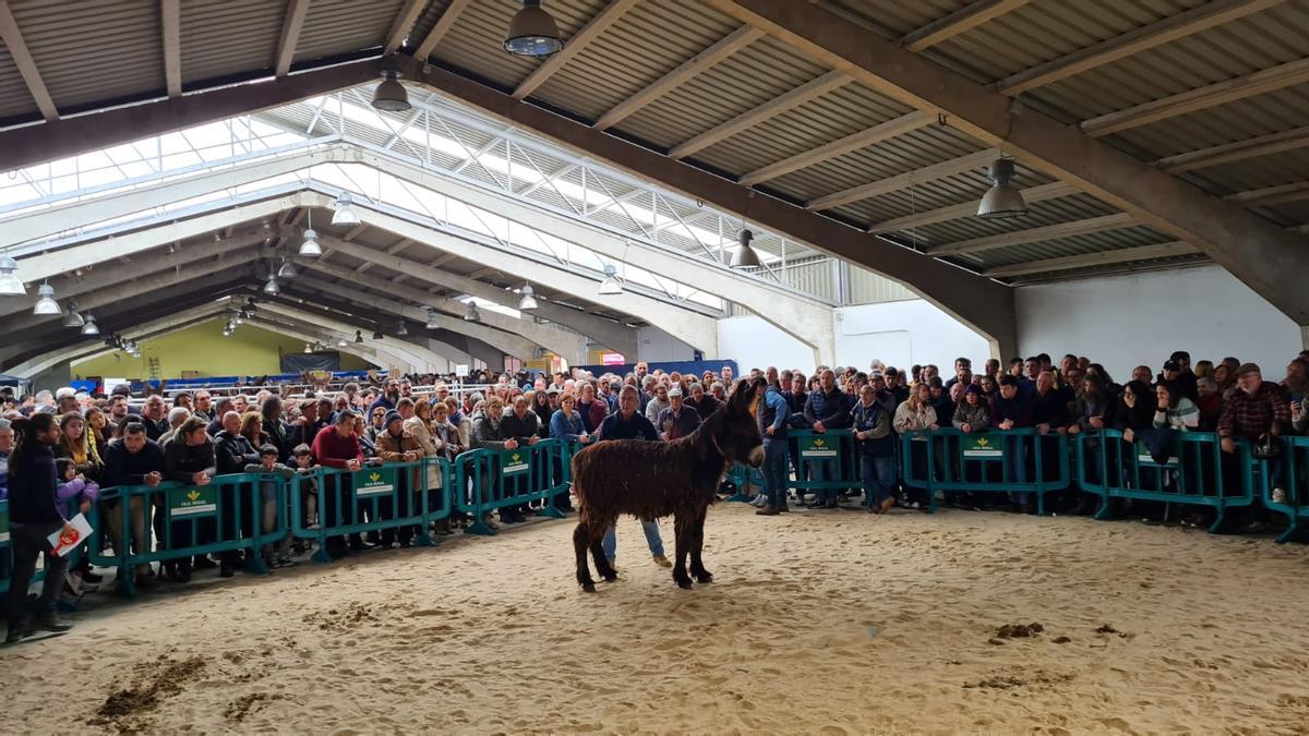 Feria de San Vitero