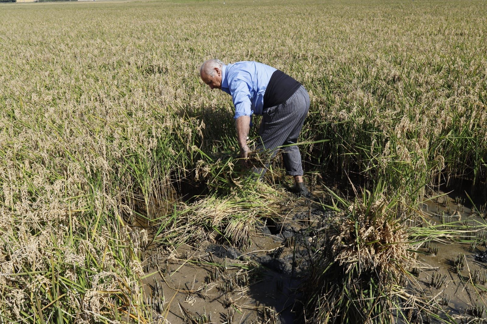 Todas las imágenes de la Fiesta de la Siega del Arroz 2024