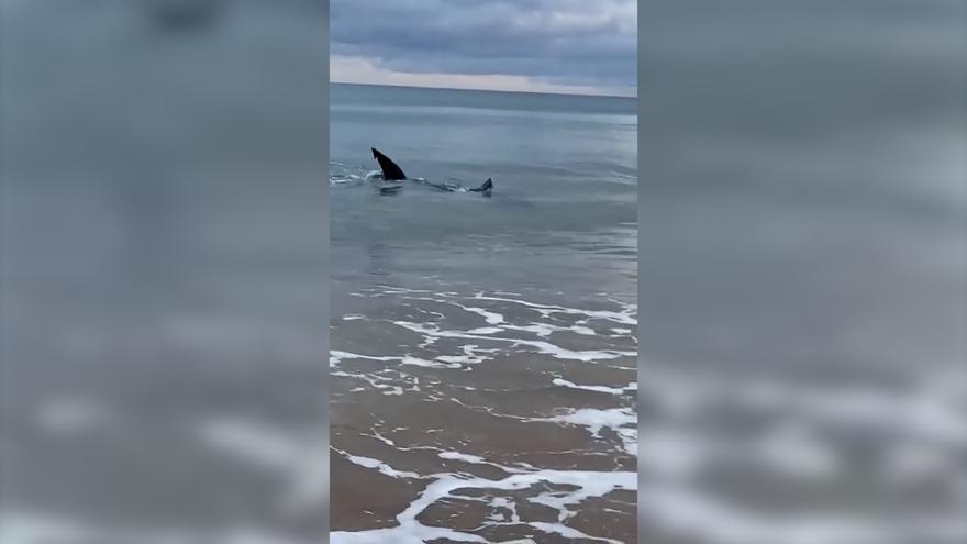 Increíbles imágenes de un tiburón nadando muy cerca de la orilla en una playa de Guipúzcoa