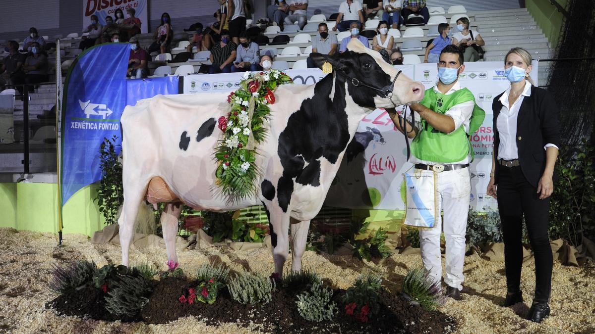 &quot;Rey 814 Beemer Yuri&quot;, fue elegida en Lalín Gran Campeona de Galicia. // Bernabé/Javier Lalín