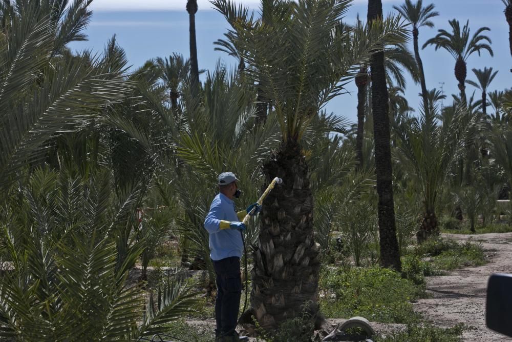 Investigación de la UMH sobre el Palmeral