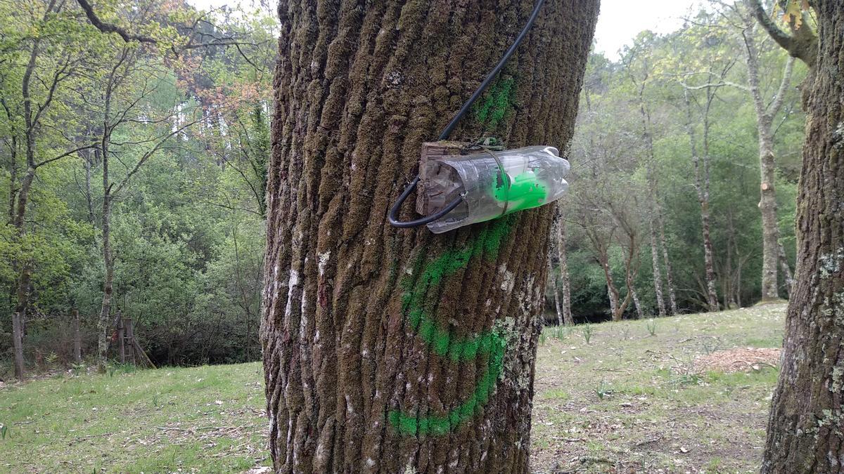 Toma de luz colgada de un árbol