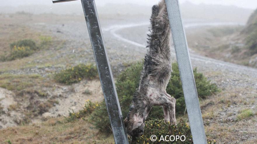 Foto de un lobezno colgado de una señal en Galicia. // Acopo