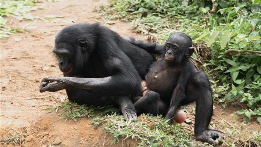 Las mamás bonobo ejercen de alcahuetas con sus hijos