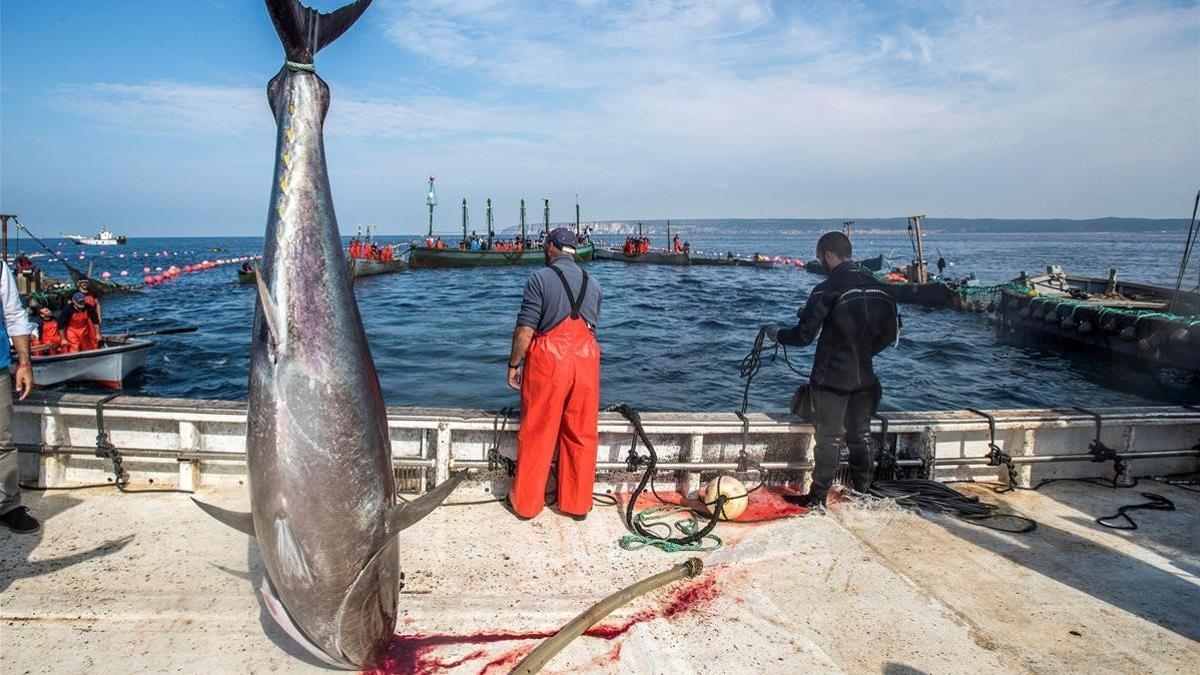 Pescadores gaditanos en el puerto tras la pesca de atún rojo