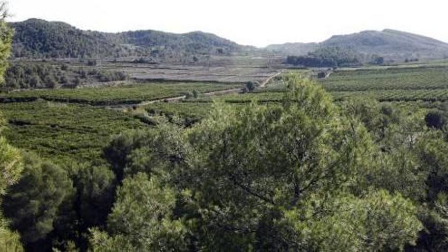 Paraje de Porxinos donde iba a desarrollarse el PAI promovido por el Valencia CF.