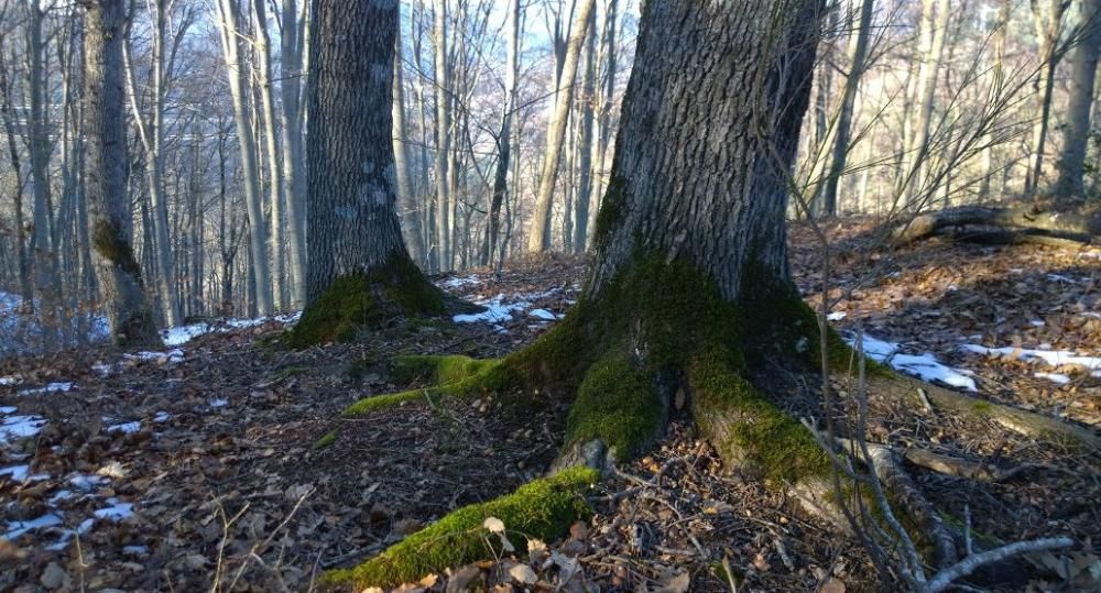 Boscos terapèutics gironins