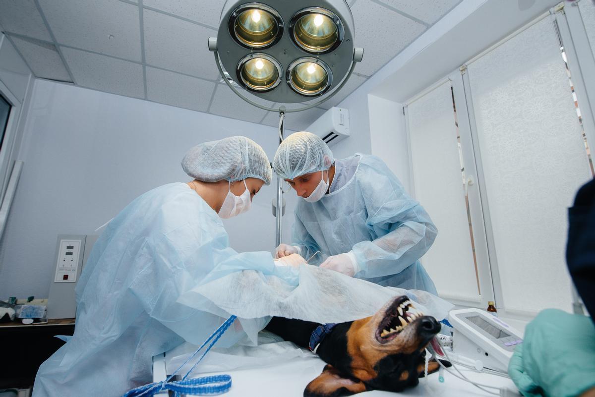 Síntomas de la piometra en perros: ¿Cómo detectarla?