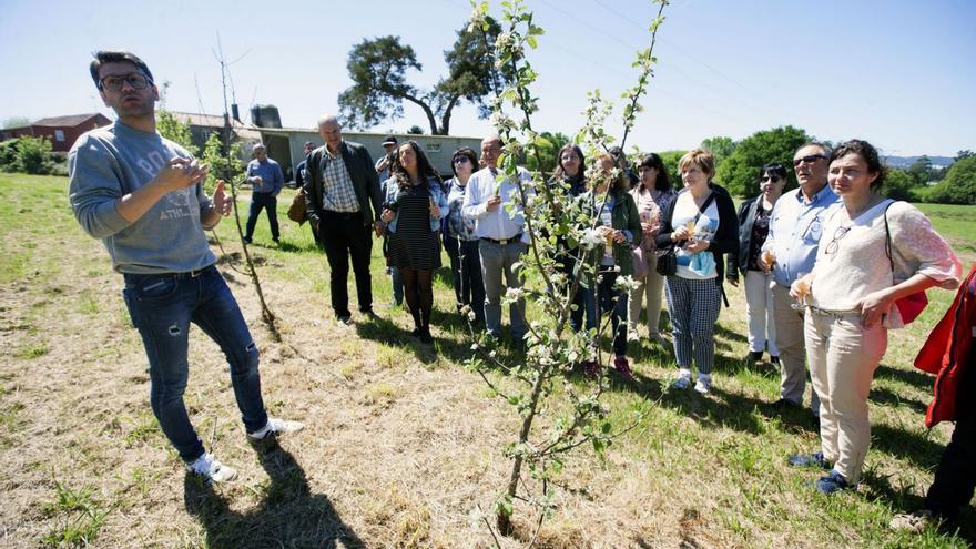 “Maceiras en flor” ofrece cuatro rutas el 27 de abril con paradas en otros tantos lagares