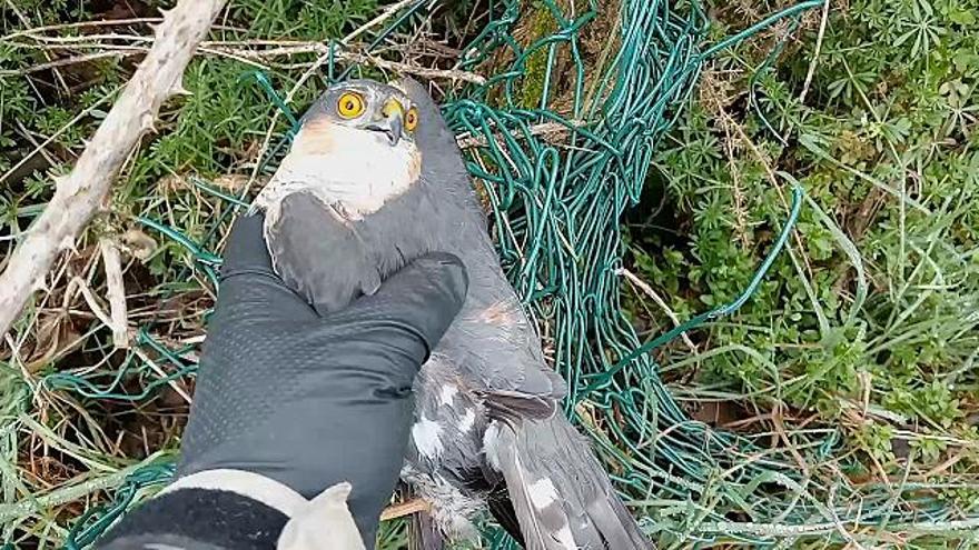 Así rescató un concejal de Lalín a este gavilán