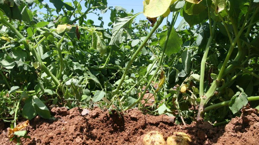 Se reducen las hectáreas dedicadas a las patatas en el Campo de Cartagena.