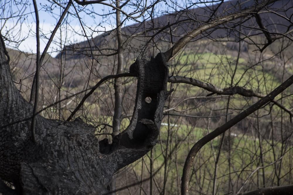 Paisaje después del fuego en Millera (Salas)